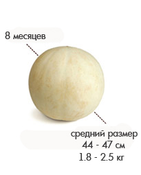 8 месяцев.jpg